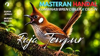 Download lagu MASTERAN BURUNG GACOR MATERI BREN SAMBUNG CILILIN PANJANG ROLL TEMBAK MEWAH
