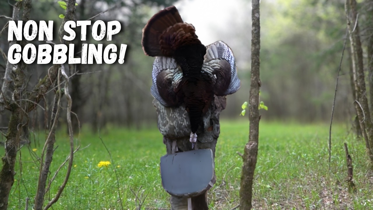 ПОСЛЕДНИЙ ШАНС добыть индейку в болотах Миссисипи! | Общедоступные земли