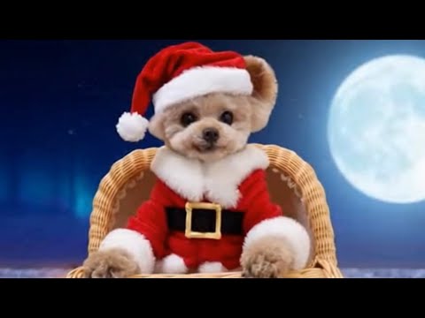 【LIVE】メリークリスマス♪クリボッチ会場はこちらです【トイプードル】