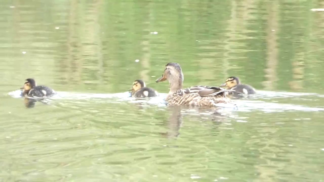 Mallard and ducklings Burton Mere RSPB Reserve Wirral England UK