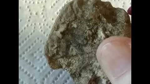 Ancient oyster fossil