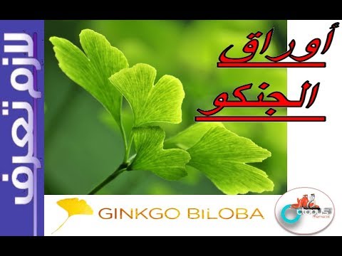 فيديو: الجنكه بيلوبا - نبات الزينة والطبية