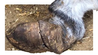 A Three-Inch Mouse Hole Was Cut Out During Hoof T And Was Treated At Home In Person