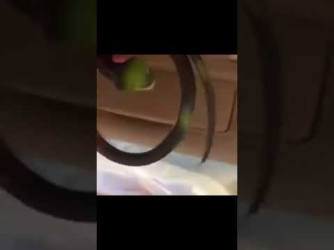 مقلب الثعبان في حسون سنابات حميد لصهب