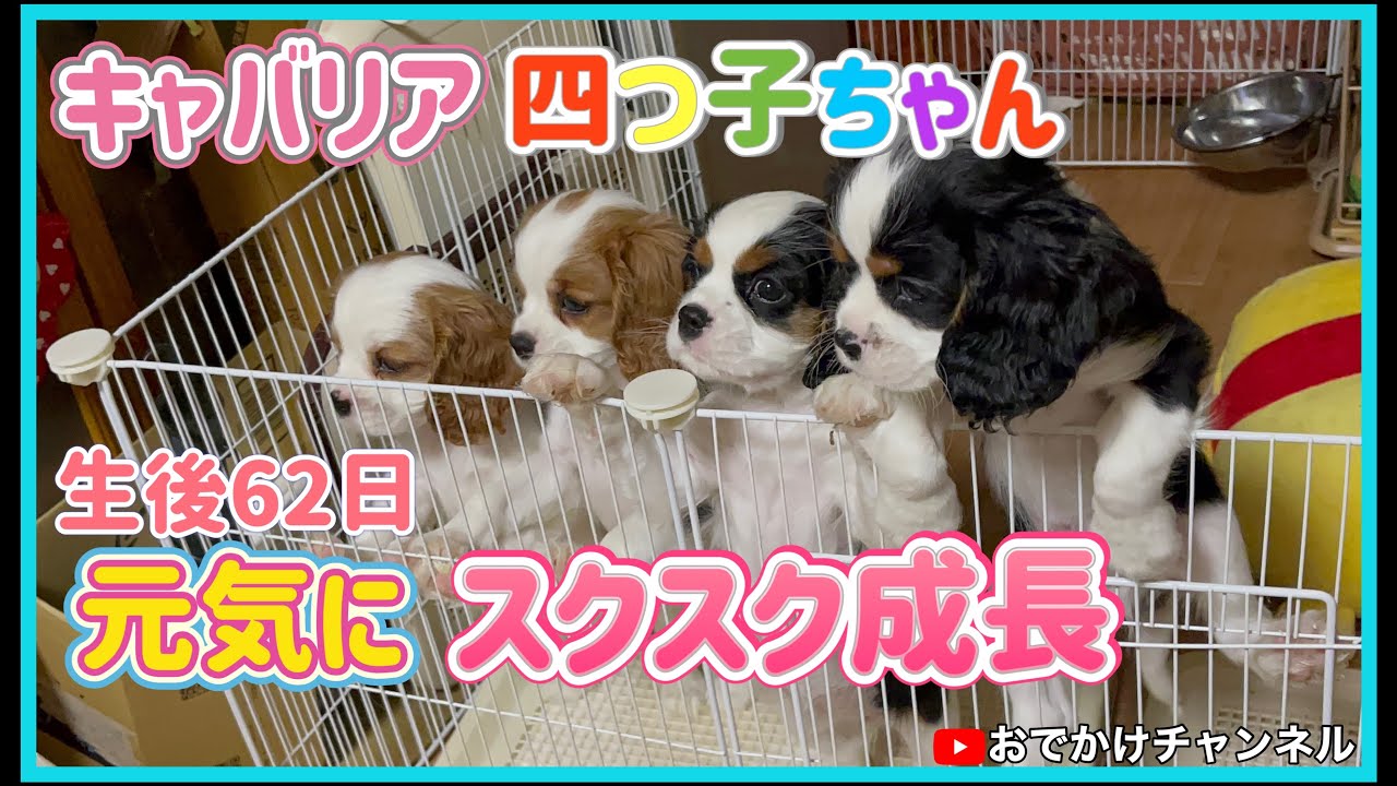 【成長記録】キャバリア四つ子ちゃん生後62日元気にスクスク成長
