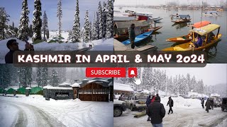 Kashmir Trip in April & May 2024 | Kashmir Snowfall in April 2024 | Tulip Garden Kashmir 2024