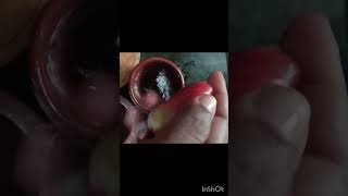 சாம்பாக்காய் water apple rose appletrending youtube shortsshorts feedgardennatureviral