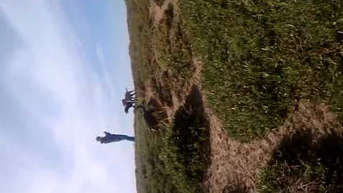 Brownie at fort funston