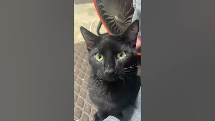 Video 6685321: cat kitten toys kitty, cat kitten kitty cute, cat kitten kitty funny, smallest kitten cute cat, kitty cat playing