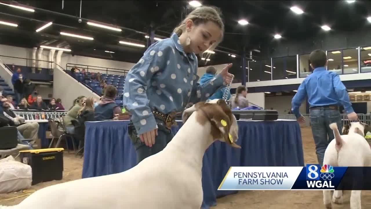 Animal handlers in spotlight during showmanship contest at Pa. Farm