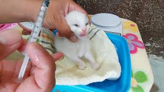 Cat Care 101 Kittens 1st deworming and vitamin/1st bath and deworming for mamacat after giving birth by Happy Cats PH 52,420 views 3 years ago 6 minutes, 13 seconds