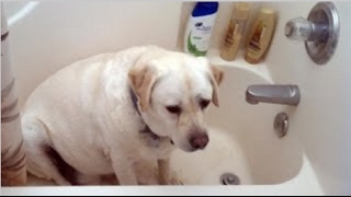 Cute Dogs vs Bath Time Videos 2015 by ULTIMATE DOGS 348 views 7 years ago 7 minutes, 14 seconds