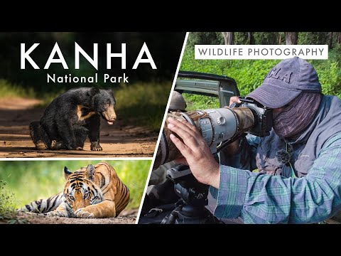 Video: Kanha National Park hauv Is Nrias teb: Phau Ntawv Qhia Ua tiav