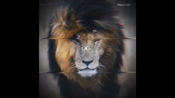Thumbnail of THE TRUE LION KING  " SCARFACE " #scarface #lion #lionking #kenya #scar#lion