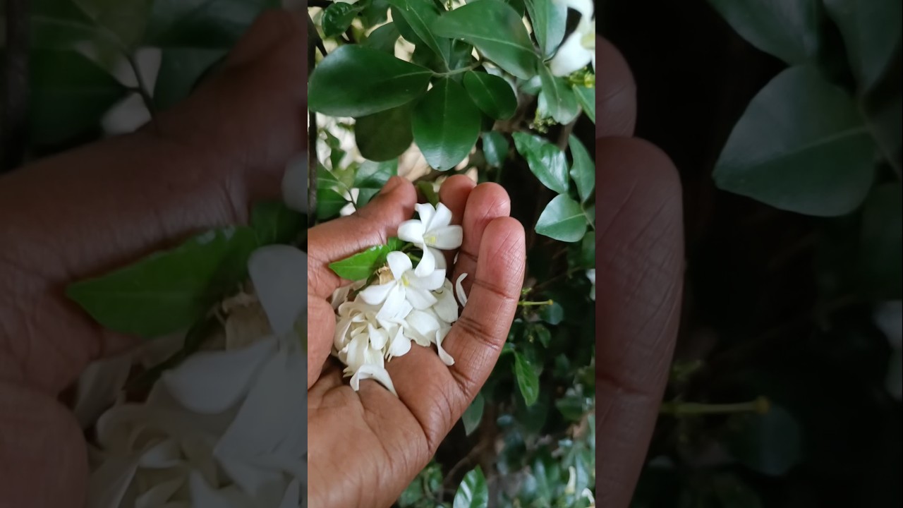 Orange Jasmine | Kamini | Murraya paniculata