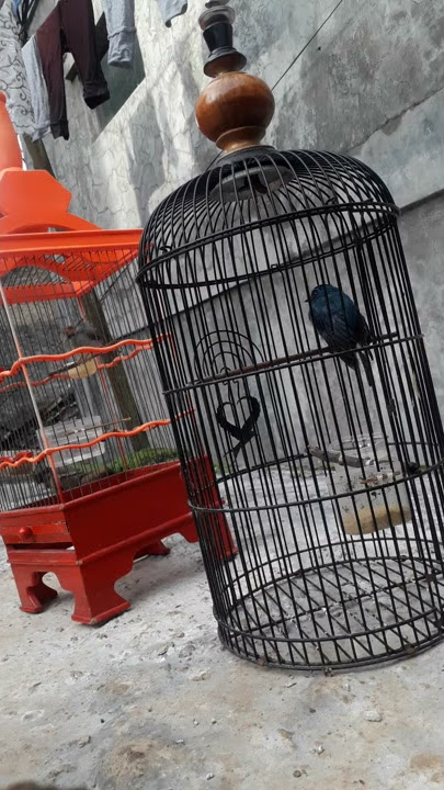 Anis biru (lagi mabung juga tetap berkicau)