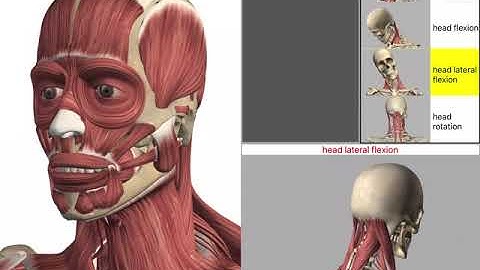 Visual Anatomy App iPad Demo