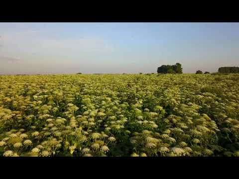 Wideo: Barszcz: Najbardziej Niebezpieczna Roślina W Rosji - Alternatywny Widok