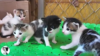 How kittens grows up from 0 day - 1 month old!