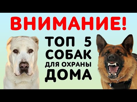 ТОП 5 лучших собак для охраны дома