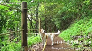 제주도 오름 둘레길 산책하는 강아지 영상(ft.고라니) A dog walking on Jeju Oreum Forest Road
