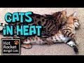 Female Bengal Cat In Heat