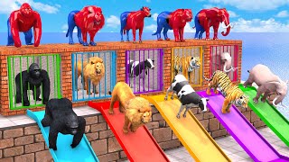 Elephant Cow Lion Tiger Gorilla 3d Animal Long Slide Game Funny 3d Paint Animals Cage Game