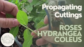 Propagation Techniques Roses, Hydrangeas & Coleus | Step-by-Step Guide: Growing Plants from Cuttings