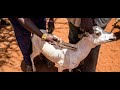 Kenya: Un homme accusé davoir fait lamour à des chèvres