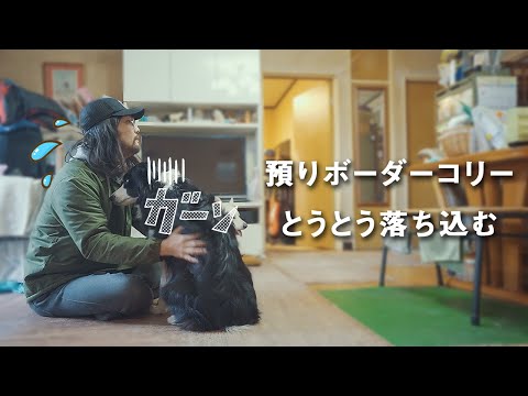 預ってるボーダーコリーがとうとう落ち込んでしまいました…【ホワイトシェパード】