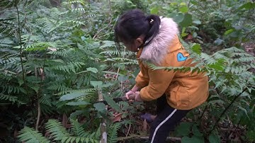 The gril set a trap and unexpectedly caught a flock of wild chickens, girl nhu.