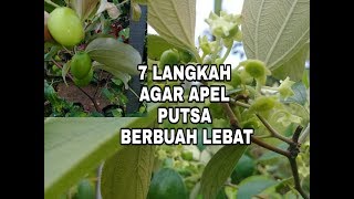 7 LANGKAH PENTING AGAR APEL PUTSA BERBUAH LEBAT// point no 7 paling penting