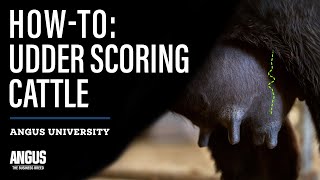 HOW-TO: UDDER SCORING CATTLE