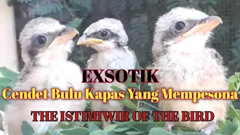 Cendet bulu kapas yang mempesona#gunturpbf