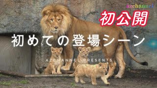 【旭山動物園ライオン】初公開オリトファミリー初めての登場シーン先に飛び出したのは誰ぎこちない育メンパパにも注目First appeared through the door.