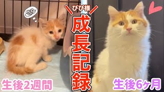 【成長記録】餓死寸前の子猫を保護してから、むちむちの家猫になるまで。