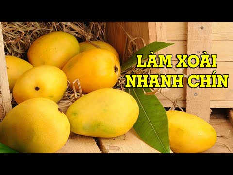 5 cách làm xoài nhanh chín tự nhiên, an toàn – Mẹo Vặt Cuộc Sống