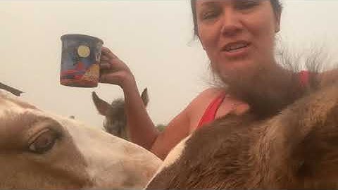 trailer loading foals