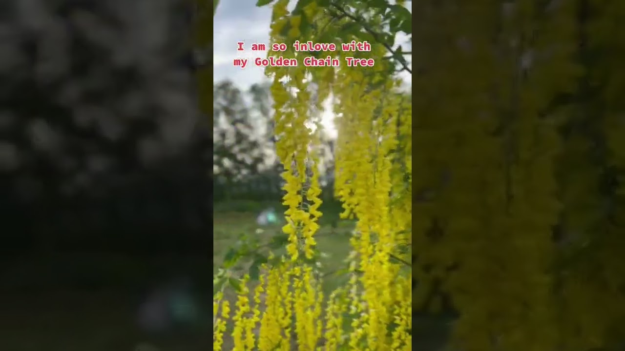 The beautiful Golden Chain Tree