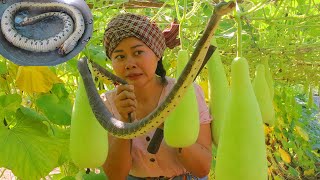 Life of Farming Catch Snake and Cooking Snake Soup with Gourd and Milk in my Farm