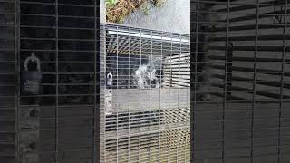 Kanaka Creek fish fence 240th st maple ridge