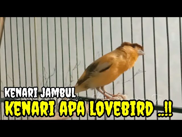 LANGSUNG NYAUT !! kenari manapun pasti nyaut setelah dengar kenari isian lovebird ! lb gacor panjang class=