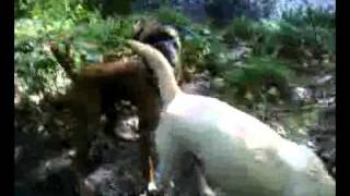 Carter meets the pack by heather sharpe 19 views 13 years ago 40 seconds