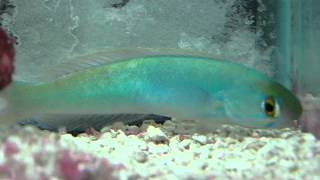 Flashing Tilefish a short clip of the Flashing Tilefish we have available for sale at the Marine Scene in Herndon, VA.