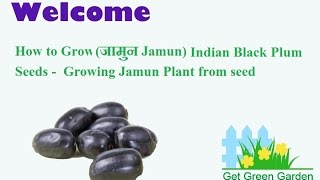 How To grow Indian Black Plum (Jamun) From seed