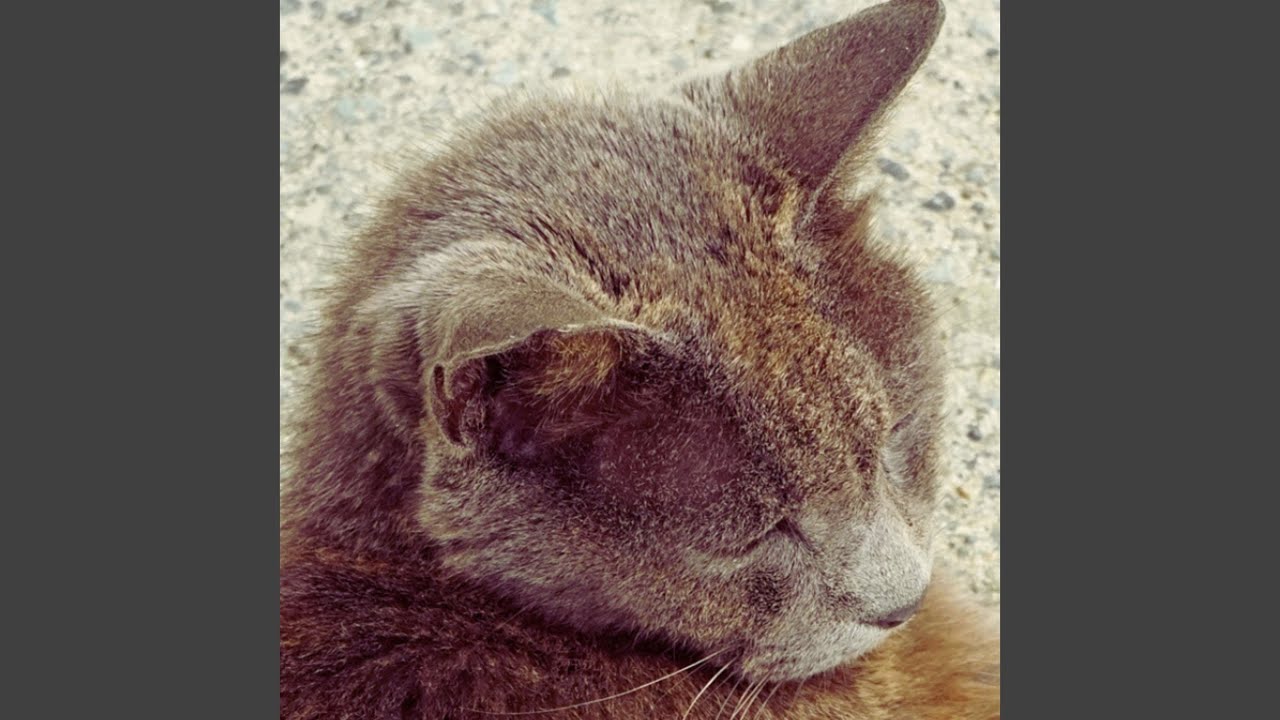 Watch Catlover on YouTube Watch Catlover on YouTube