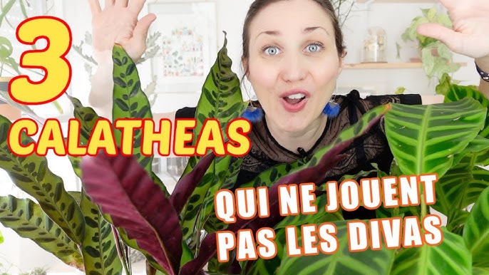 Nos conseils clés pour entretenir ta plante : Calathea lancifolia – Plantes  Pour Tous