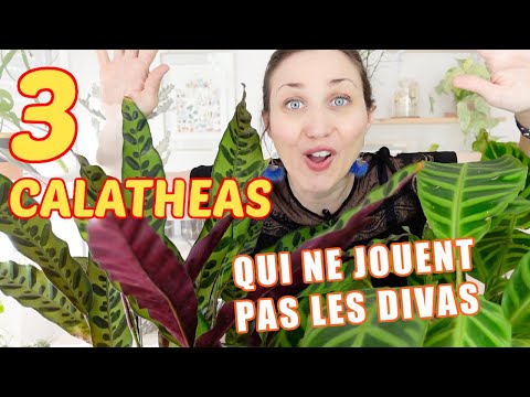 Vidéo: Calathea Zebra Plant Care - Conseils pour cultiver des plantes d'intérieur Zebra