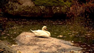 Осенний пруд, расслабляющее пение птиц, плавающие лебеди, звуки природы