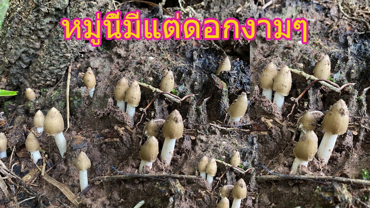 เก็บเห็ดปลวกหมู่ที่2 หมู่นี้แฮงงามคัก มีแต่ดอกใหญ่ๆ